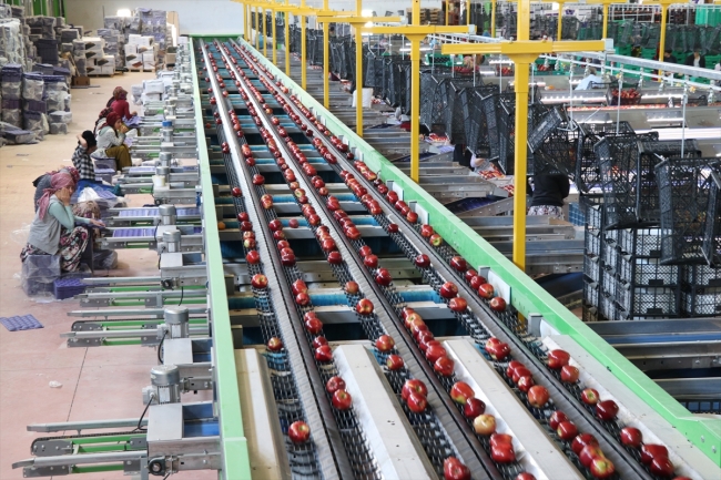 Organik mumlanan elmaların yeni rotası Uzak Doğu